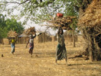 Corvée de bois réalisée par des femmes dans l'Atakora