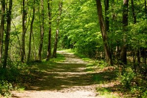 Forêt