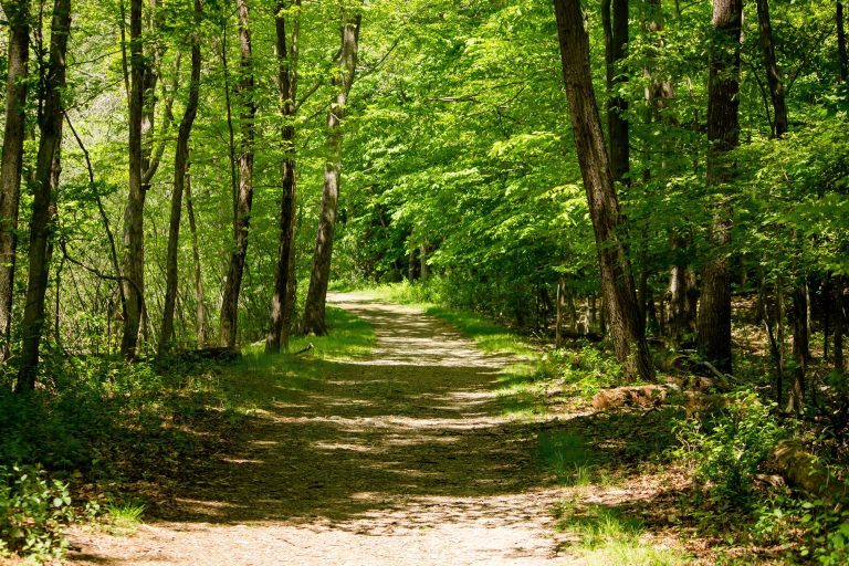 Forêt