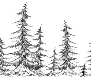 foret-dessin