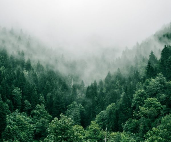 Forêt dans la brume