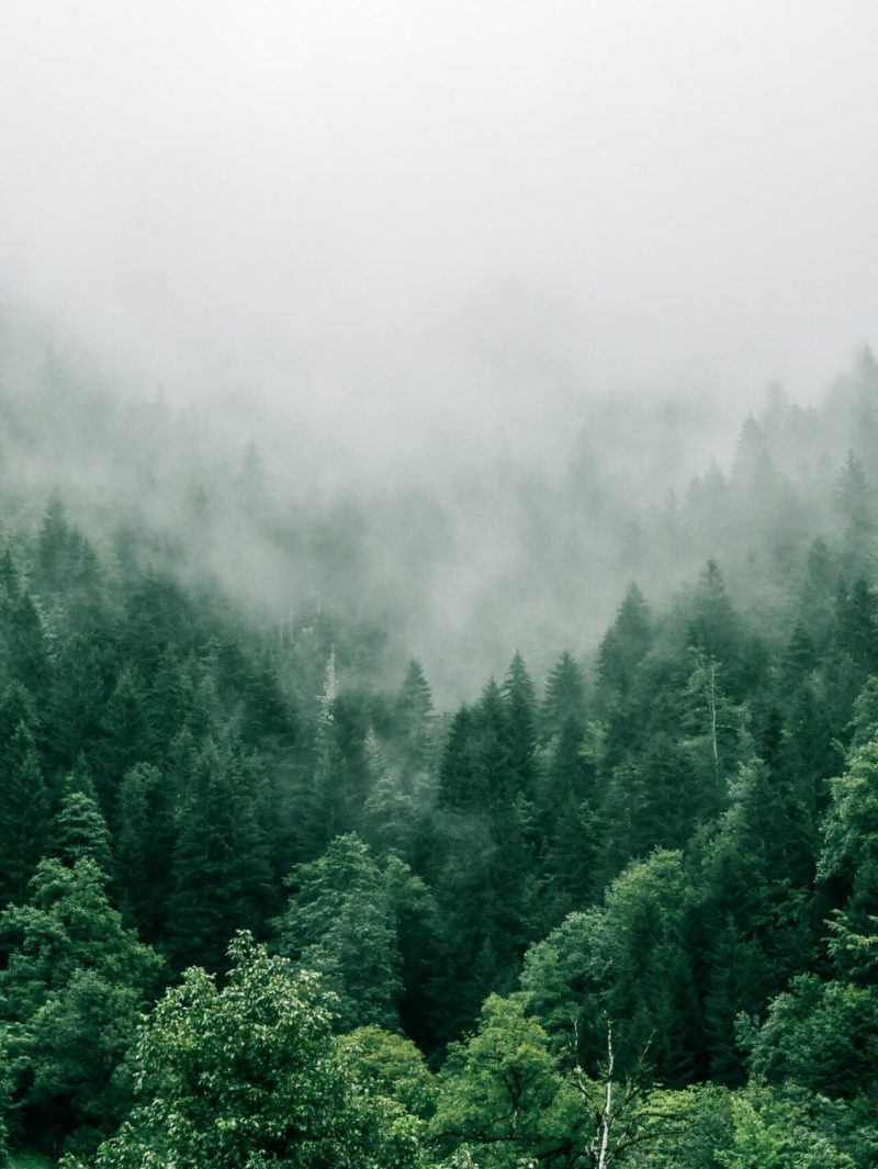 Forêt dans la brume